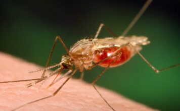 Malaria, vacuna, biomarcadores moleculares