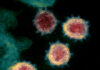 genoma completo, coronavirus, covid-19