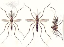 Mosquito de la especie Aedes aegypti, vector de flavivirus