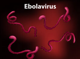 Inmazeb tratamiento, ébola, FDA