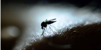 Los investigadores descubren un compuesto que puede impedir que el parásito de la malaria provoque enfermedades